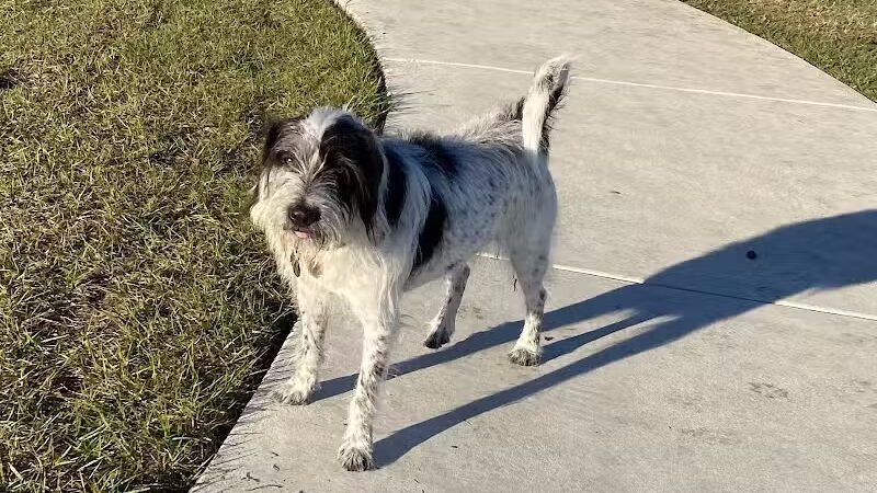 Winter Lakes Dog Park - Port St. Lucie, FL