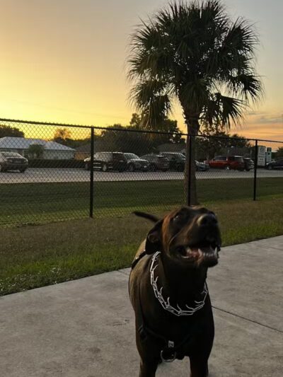 Winter Lakes Dog Park - Port St. Lucie, FL