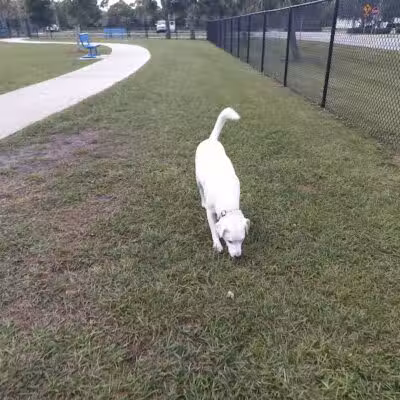 Winter Lakes Dog Park - Port St. Lucie, FL