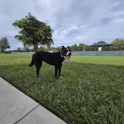 Winter Lakes Dog Park - Port St. Lucie, FL
