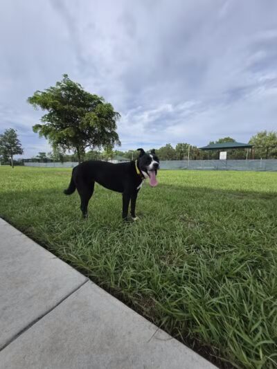 Winter Lakes Dog Park - Port St. Lucie, FL