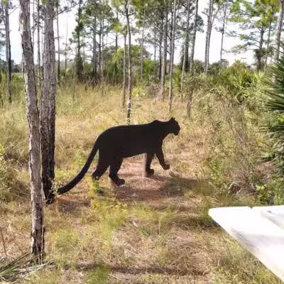 Woodland Trails Park - Port St. Lucie, FL