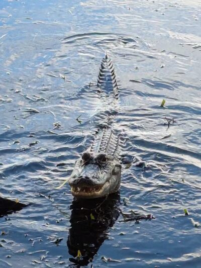 Woodstork Trail/Hillmoor Lake Park - Port St. Lucie, FL