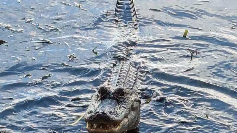 Woodstork Trail/Hillmoor Lake Park - Port St. Lucie, FL