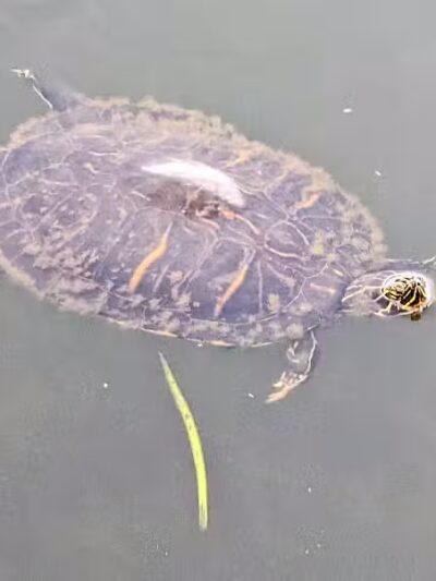 Woodstork Trail/Hillmoor Lake Park - Port St. Lucie, FL