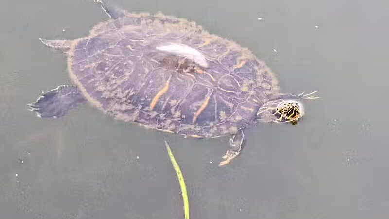 Woodstork Trail/Hillmoor Lake Park - Port St. Lucie, FL