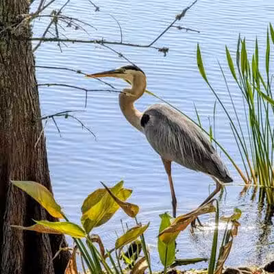 Woodstork Trail/Hillmoor Lake Park - Port St. Lucie, FL