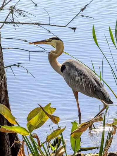 Woodstork Trail/Hillmoor Lake Park - Port St. Lucie, FL