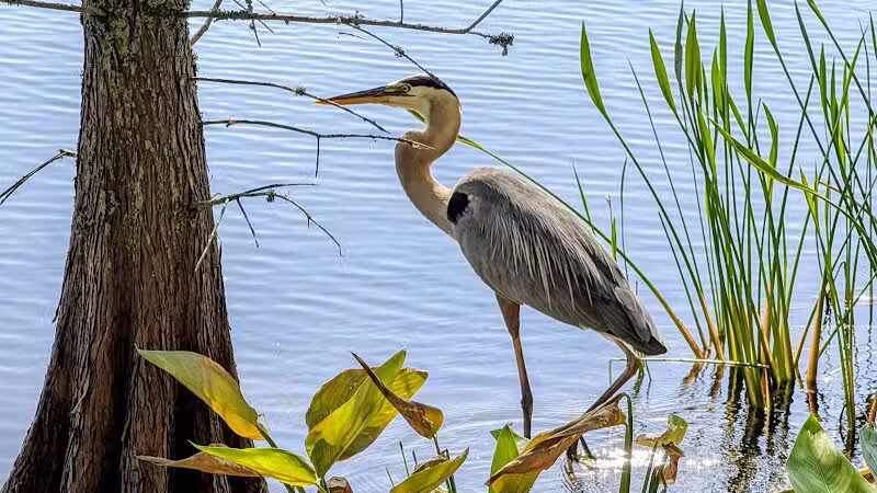 Woodstork Trail/Hillmoor Lake Park - Port St. Lucie, FL