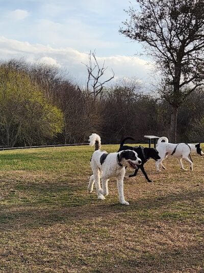 Kaiah Dog Park - Portland, TX