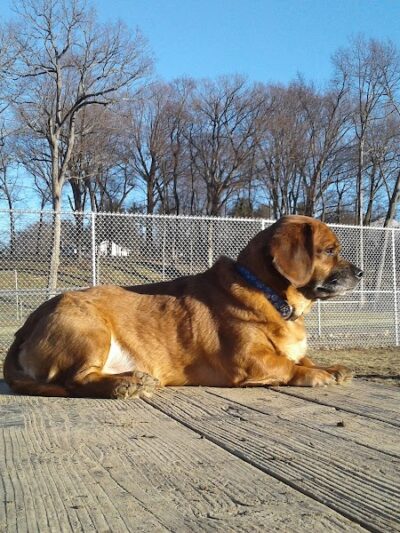 J Tracy Hermann Memorial Dog Park - Poughkeepsie, NY