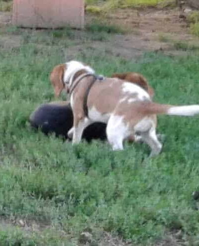 J Tracy Hermann Memorial Dog Park - Poughkeepsie, NY