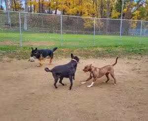 J Tracy Hermann Memorial Dog Park - Poughkeepsie, NY