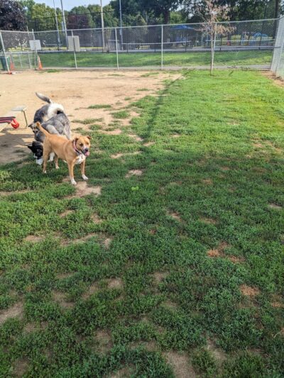 J Tracy Hermann Memorial Dog Park - Poughkeepsie, NY