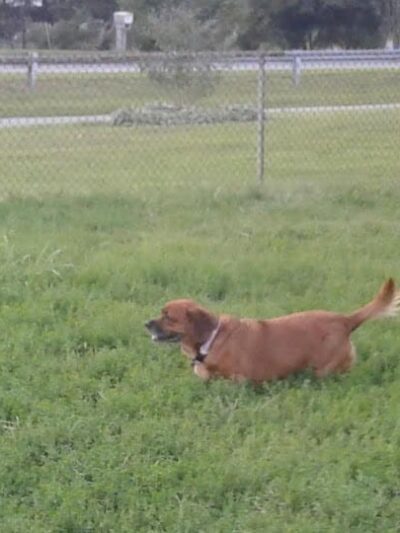 J Tracy Hermann Memorial Dog Park - Poughkeepsie, NY