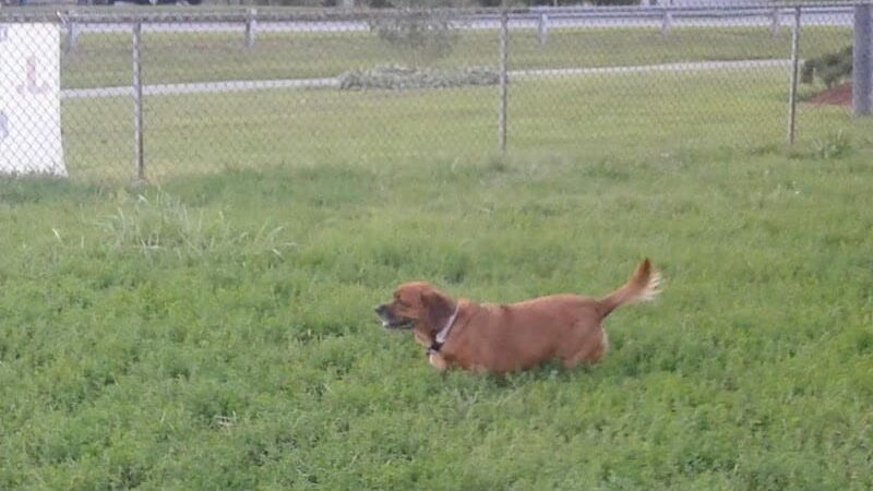J Tracy Hermann Memorial Dog Park - Poughkeepsie, NY