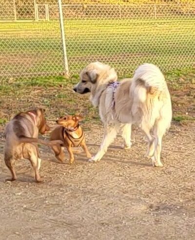 J Tracy Hermann Memorial Dog Park - Poughkeepsie, NY
