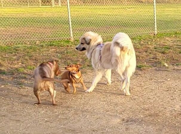 J Tracy Hermann Memorial Dog Park - Poughkeepsie, NY