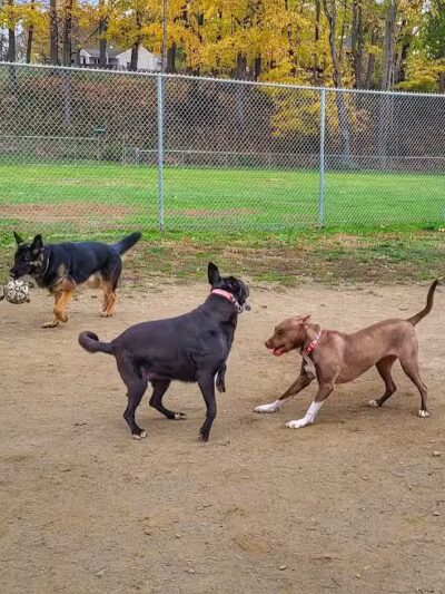 J Tracy Hermann Memorial Dog Park - Poughkeepsie, NY