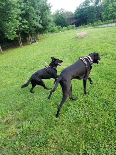 Prairie Grove Dog Park - Prairie Grove, AR
