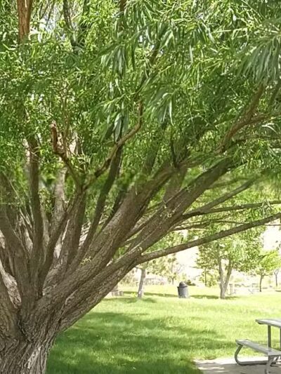 Covebasin Dog Park - Price, UT