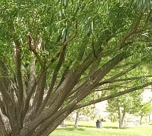 Covebasin Dog Park - Price, UT