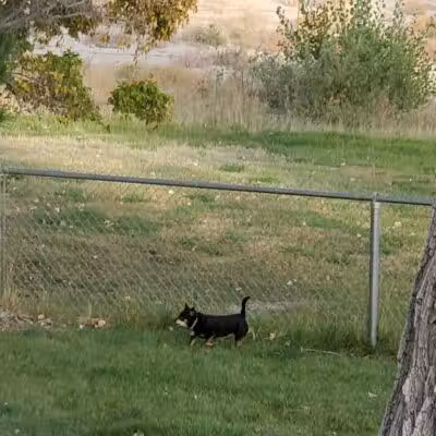 Covebasin Dog Park - Price, UT