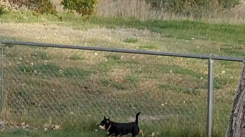 Covebasin Dog Park - Price, UT