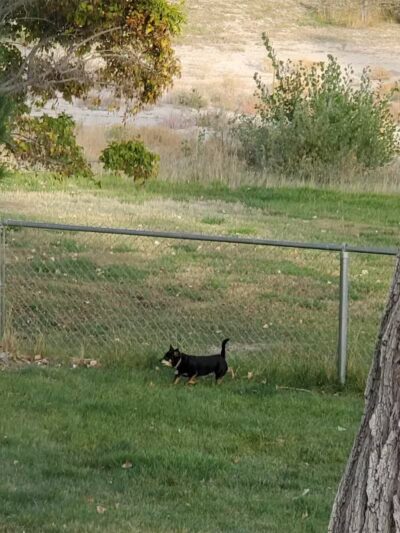 Covebasin Dog Park - Price, UT