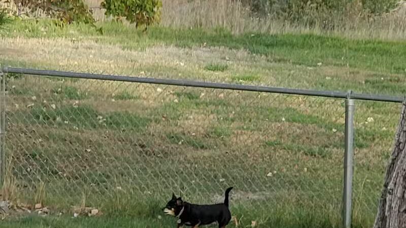 Covebasin Dog Park - Price, UT