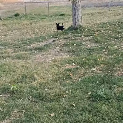 Covebasin Dog Park - Price, UT