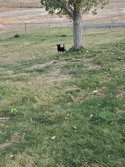 Covebasin Dog Park - Price, UT