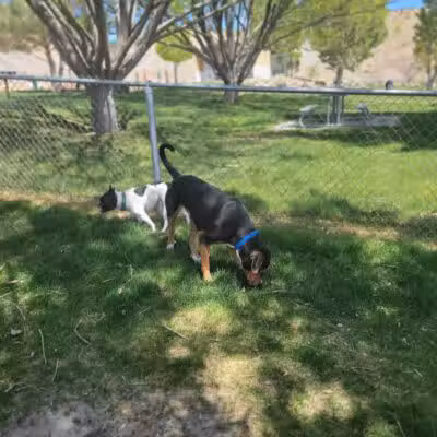 Covebasin Dog Park - Price, UT