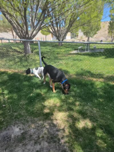 Covebasin Dog Park - Price, UT