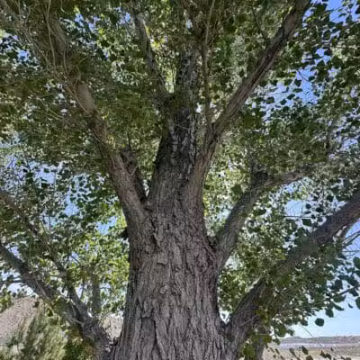 Covebasin Dog Park - Price, UT