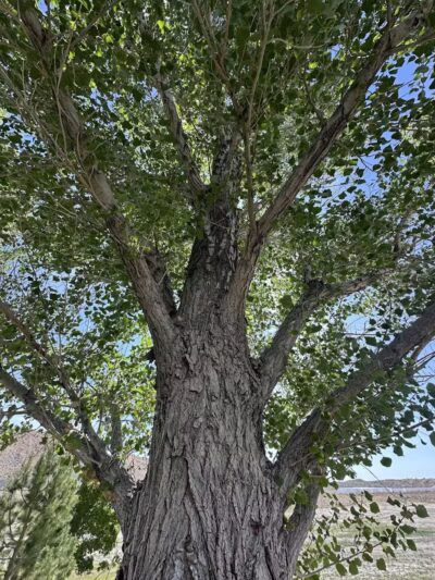Covebasin Dog Park - Price, UT