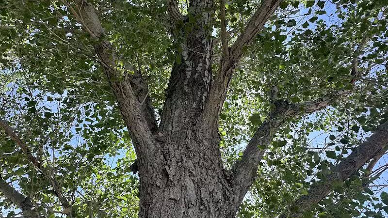 Covebasin Dog Park - Price, UT