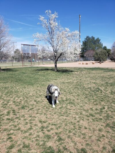 City Park Dog Park - Pueblo, CO