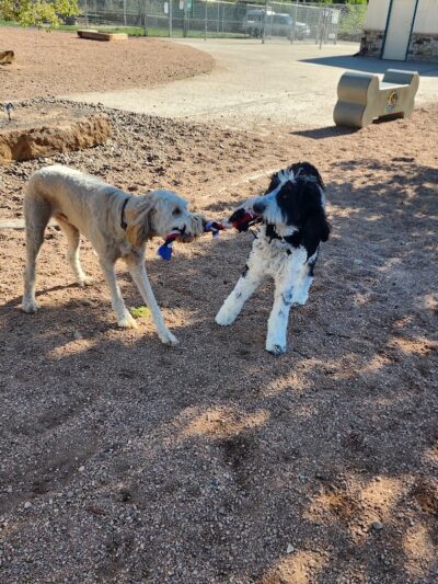 City Park Dog Park - Pueblo, CO