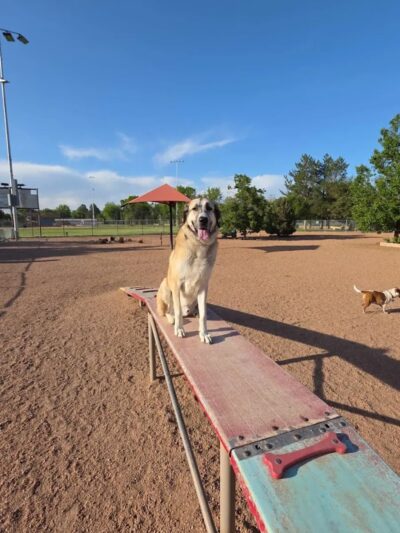City Park Dog Park - Pueblo, CO