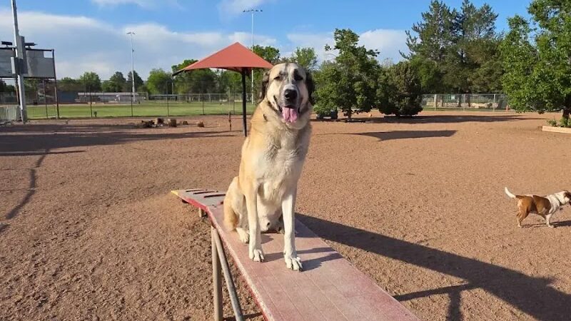 City Park Dog Park - Pueblo, CO