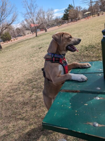 City Park Dog Park - Pueblo, CO