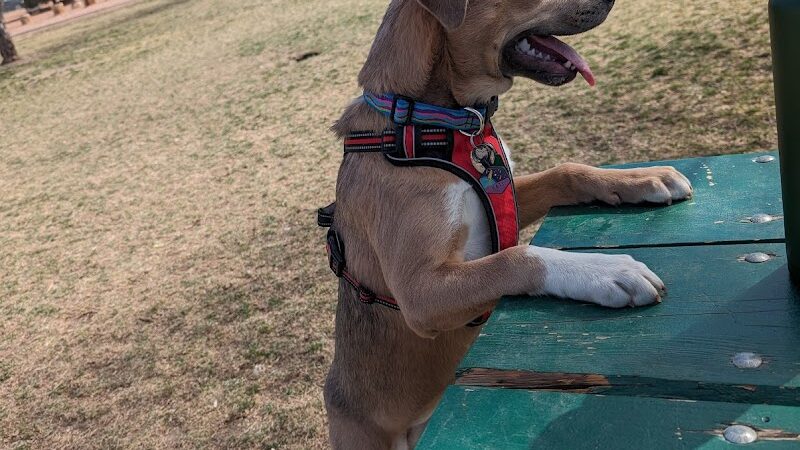 City Park Dog Park - Pueblo, CO