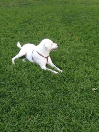 City Park Dog Park - Pueblo, CO