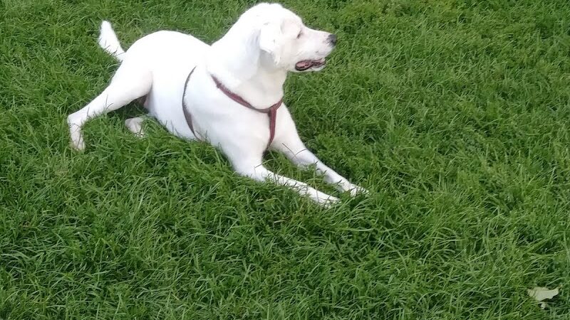 City Park Dog Park - Pueblo, CO