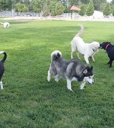 City Park Dog Park - Pueblo, CO