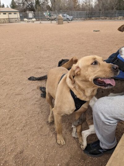 City Park Dog Park - Pueblo, CO