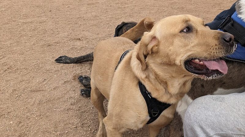 City Park Dog Park - Pueblo, CO
