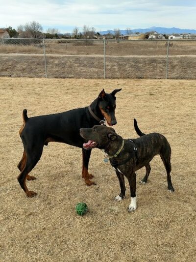 Waggin’ Tails Dog Park - Pueblo, CO