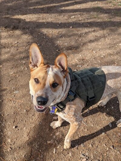 Waggin’ Tails Dog Park - Pueblo, CO